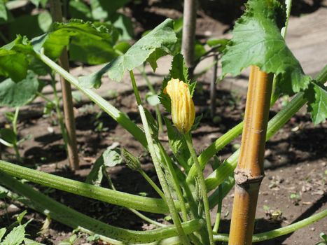 zucchini scientific name Cucurbita pepo aka courgettes plant with yellow flower