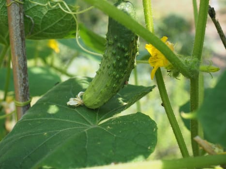 cucumbers scientific name Cucumis sativus vegetables vegetarian food