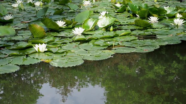 water lily plant scientific name Nymphaea in a pond of water