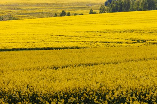 yellow rapseed field at daylight with green trees groves in the background, telephoto shot with selective focus