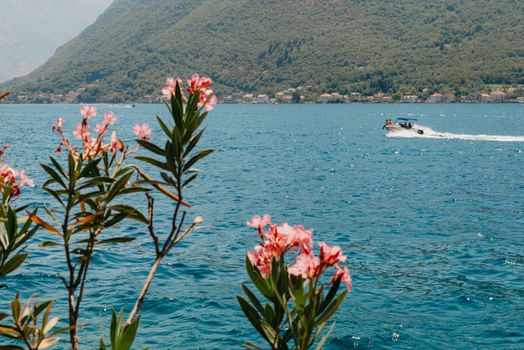Scenic panorama view of the historic town of Perast at famous Bay of Kotor with blooming flowers on a beautiful sunny day with blue sky and clouds in summer, Montenegro, southern Europe