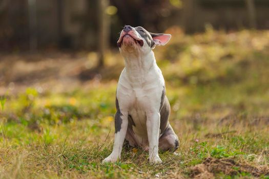 Bull Terrier puppy sits with open mouth on the playground