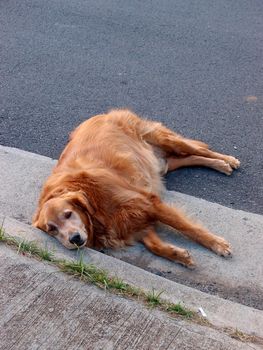 Cute Golden Retriever dog in lays side on road next to sidewalk.