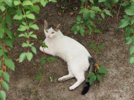 white domestic tabby cat under the shadow of a tree