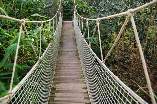 Suspended wooden bridge in the rainforest