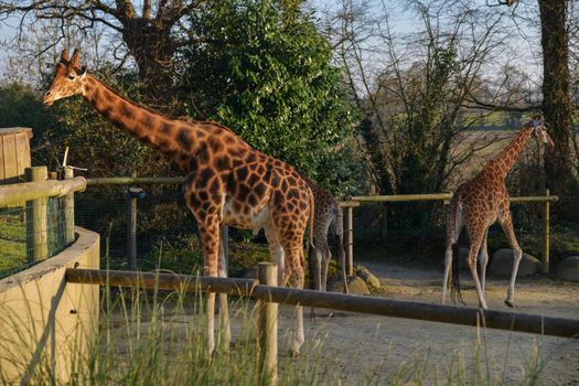 Giraffes eat leaves of trees
