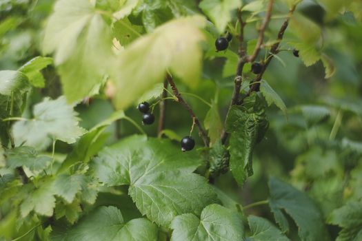 Ripe currants close-up as background. Macro shot of ripening currant berries