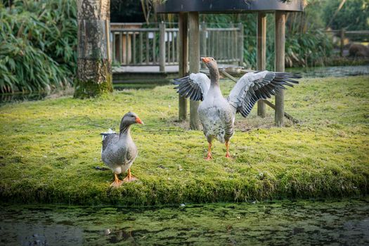 Two gray geese on the pond