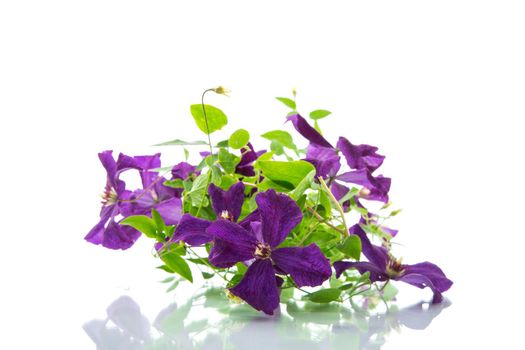 beautiful blooming clematis isolated on a white background