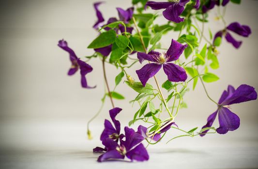 beautiful blooming clematis on a light blurred background