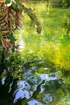 Green lake with palms and duck on a sunny day