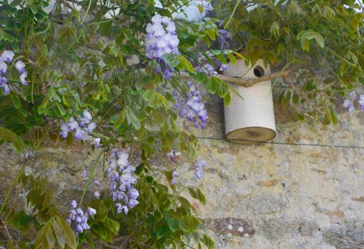 Wisteria blossom on old wall and birdhouse