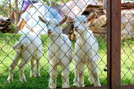 a hardy domesticated ruminant animal that has backward curving horns and in the male a beard. It is kept for its milk and meat and is noted for its behavior.Little funny goats on a juicy green lawn