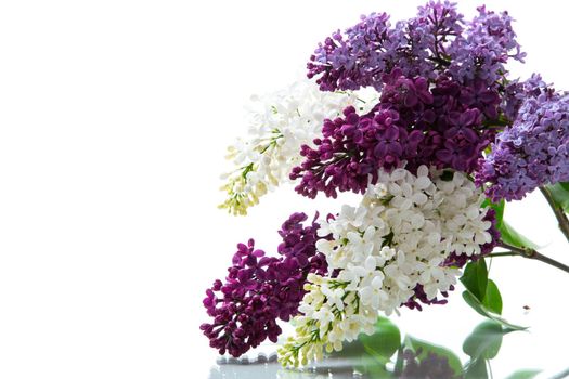 Bouquet of beautiful spring lilacs of different colors isolated on white background