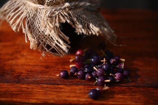 Focus on ripe ready-to-eat purple gooseberries from an organic farm, scattered on a rustic wooden table next to a jar of homemade jam, with burlap on the lid. Canned food, canning concept. Still life