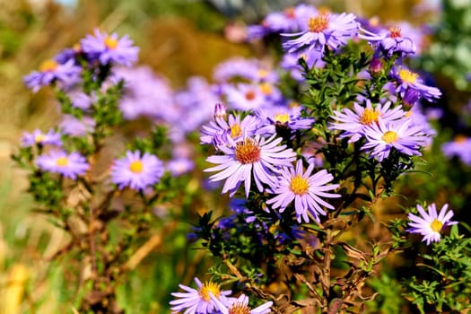 a plant of the daisy family that has bright rayed flowers, typically of purple or pink.