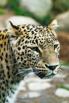Portrait of a predatory spotted leopard animal