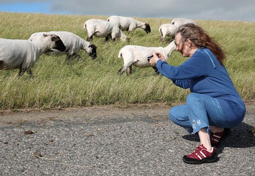 A woman sitting on her knees to photograph the walking German Blackheaded Mutton sheep on a dyke neat to the Wadden Sea. The wind is blowing her hair in her face