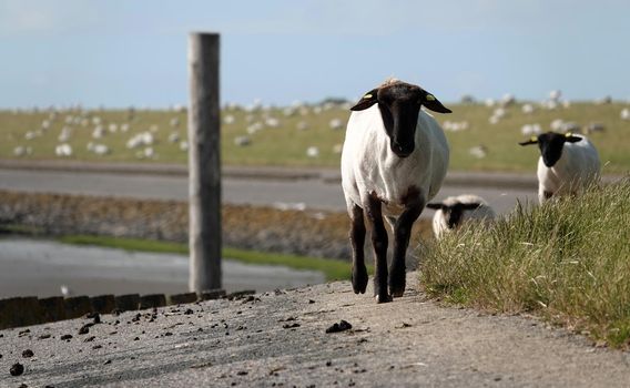 German Blackheaded Mutton sheep walking on the asphalt part of the dyke. In the background are hundreds of sheep. On the left side beneath the dyke is blurred the Wadden Sea visible. It's low tide