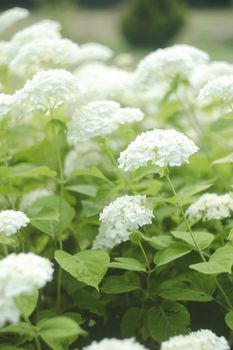 Selective focus on beautiful bush of blooming white Hydrangea or Hortensia flowers in summer. Natural background