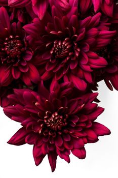 Burgundy chrysanthemum flowers on a white background close up