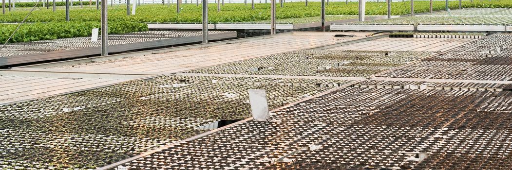 seedlings in the greenhouse. half of the huge greenhouse in black seedlings with land. half a greenhouse in green grass lettuce seedlings. Web banner