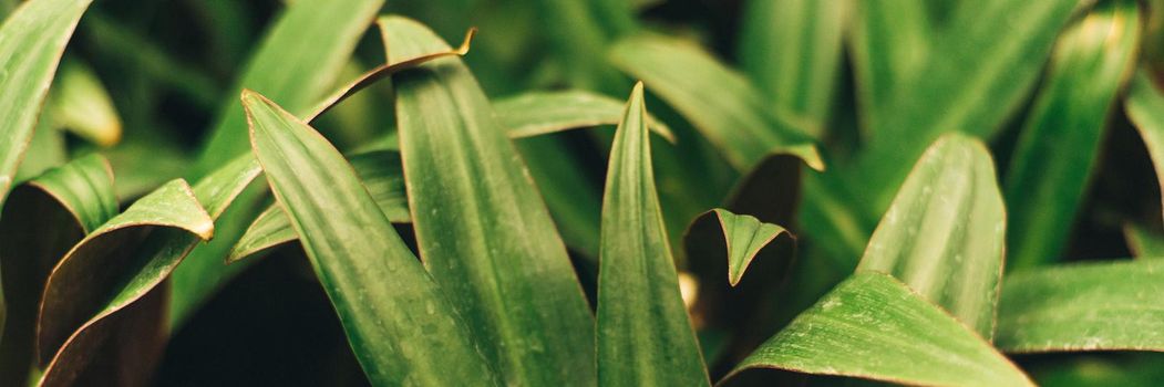 A lot of sharp green leaves in the jungle and closed greenhouse. Plants on a dark background. Template for blog and designers. Web banner.