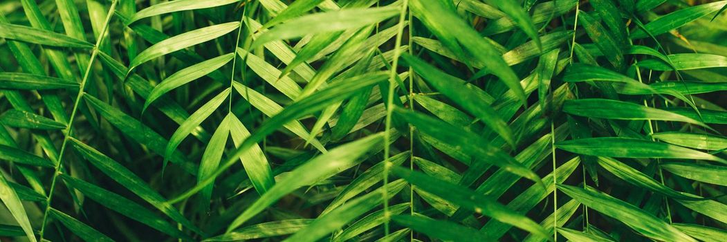 Green thin palm leaves plant growing in the wild, tropical forest plants, evergreen vines abstract color on a dark background. Web banner