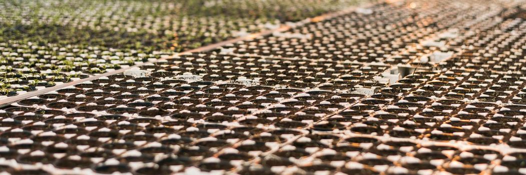 seedlings in the greenhouse. half of the huge greenhouse in black seedlings with land. half a greenhouse in green grass lettuce seedlings. Web banner