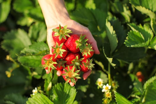 Woman hand holding palm full of ripe strawberries over the field, strawberry leaves and flowers in background.