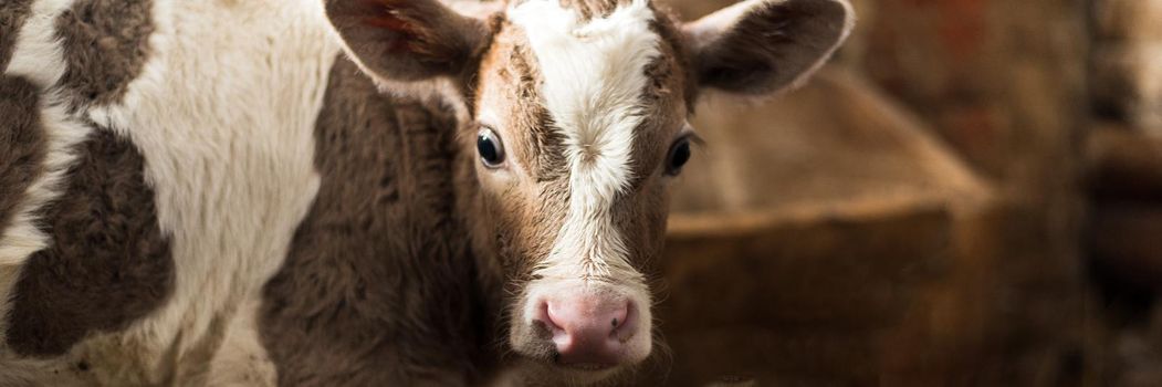 Cute calf looks into the object. A cow stands inside a ranch next to hay and other calves. Web banner.