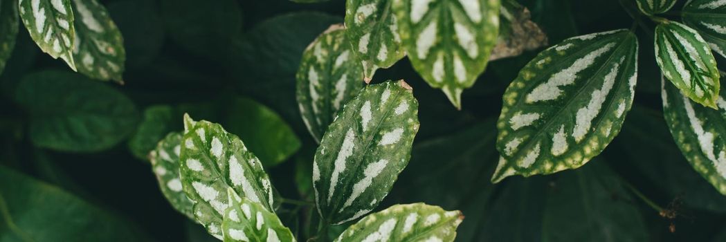Syngonium, green leaves with white veins. green background. Web banner
