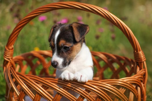 Two months old Jack Russell terrier puppy in wicker basket, meadow with pink flowers in background.
