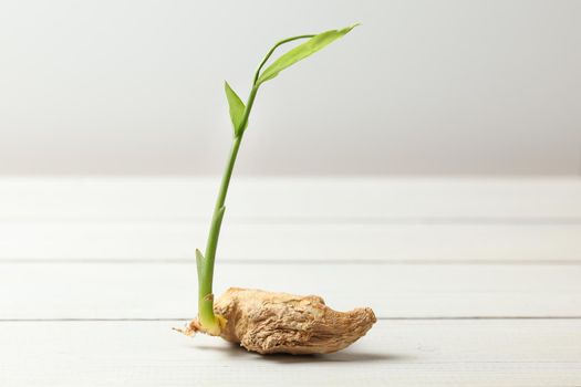 Dry ginger (Zingiber officinale) root with green sprout, on white boards and background.