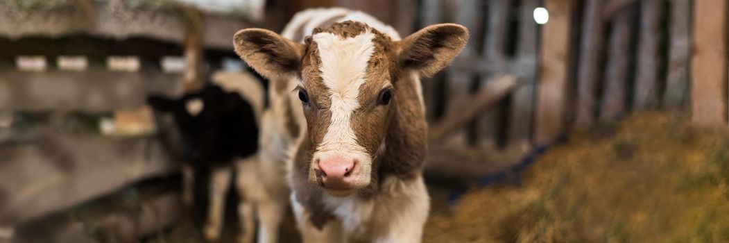 Cute calf looks into the object. A cow stands inside a ranch next to hay and other calves. Web banner.