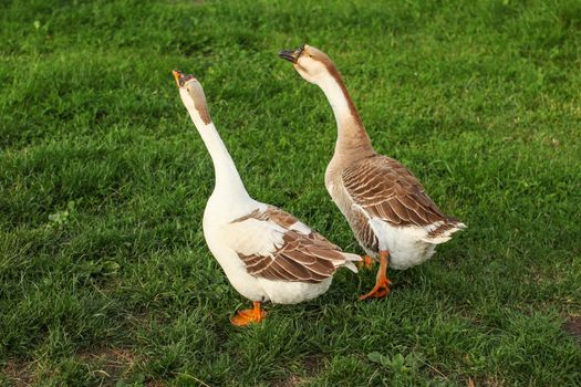 Two geese walking on farm meadow