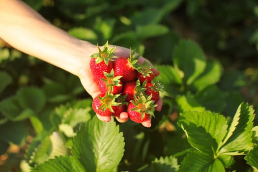Female hand holding freshly picked ripe strawberries, sun lit strawberry field and leaves in background
