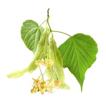 Linden (Tilia cordata) leaves and flowers, isolated on white