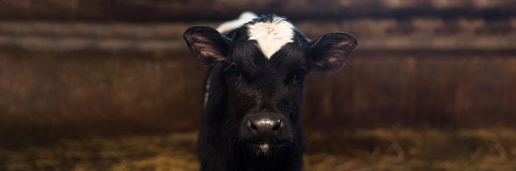 calf on the farm. Inside the farm is a cute baby cow. A lot of hay. Web banner.