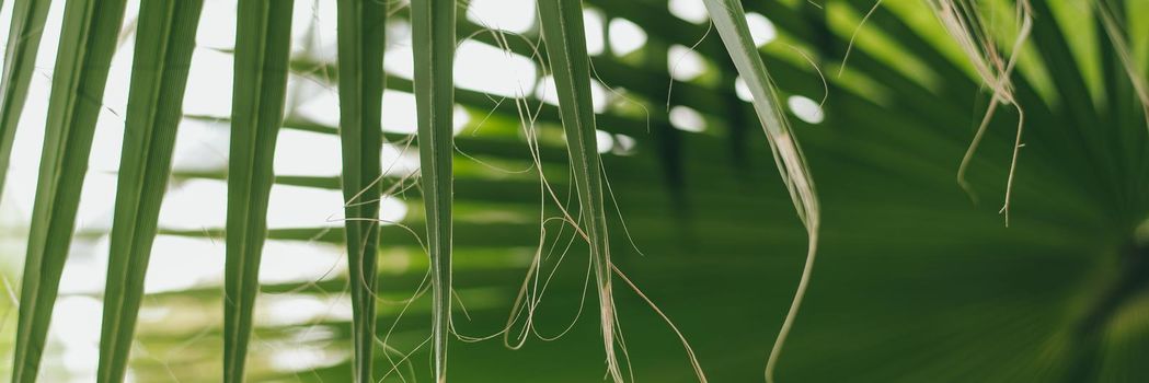 Palm leaves in the jungle. Beautiful background. Web banner