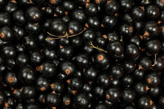 Close up top view on freshly picked blackcurrant (Ribes nigrum) berries. 