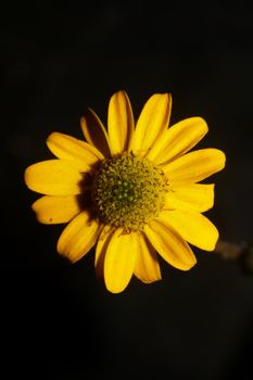 Yellow flower blossom close up botanical background sanvitalia procumbens family compositae high quality big size prints