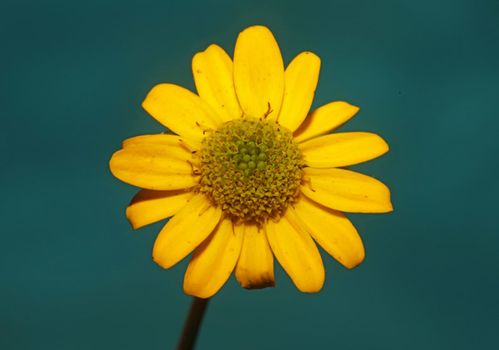 Yellow flower blossom close up botanical background sanvitalia procumbens family compositae high quality big size prints