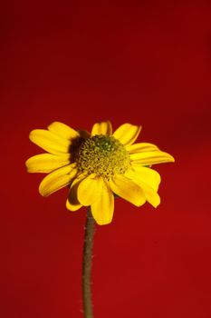 Yellow flower blossom close up botanical background sanvitalia procumbens family compositae high quality big size prints