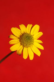 Yellow flower blossom close up botanical background sanvitalia procumbens family compositae high quality big size prints