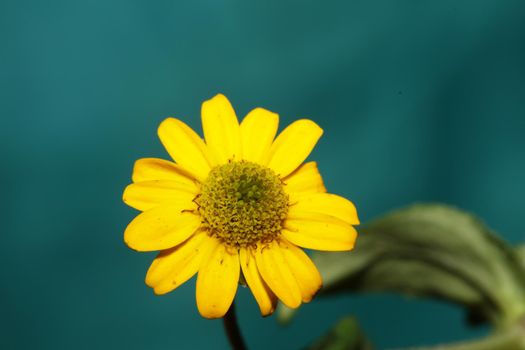 Yellow flower blossom close up botanical background sanvitalia procumbens family compositae high quality big size prints