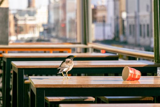 An Australian native noisy miner bird stands on a pub table on a veranda with a discarded cup in Newtown, Sydney, New South Wales