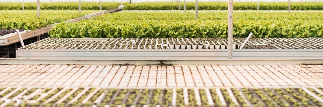 A huge greenhouse with lettuce growing out of seedlings. Green industry. Web banner