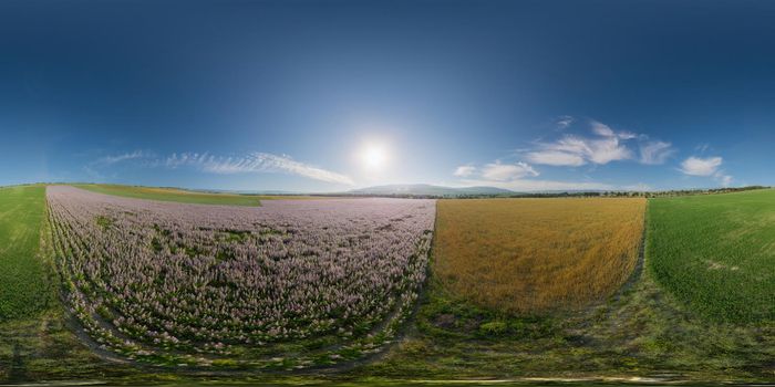 Aerial panorama over green field in countryside. Seamless 360 degree spherical equirectangular panorama. Field of Clary sage blowing in the wind on sunset. Agronomy, industry and food production.