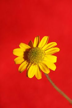 Yellow flower blossom close up botanical background sanvitalia procumbens family compositae high quality big size prints